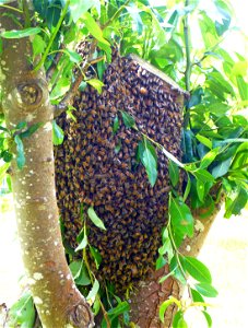 A swarm of Honey bees (Genus Apis) clustered on a trimmed pear tree in a backyard in Ferndale, California. The bees cluster on the tree on the side away from the sun, and scouts fly back and forth to photo