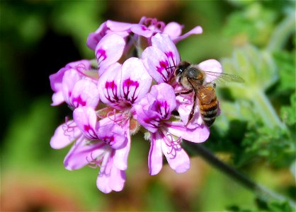 A honey bee pollinates a flower. photo