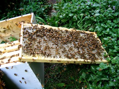Honey bees cleaning the last of the honey off of a comb which has been processed. photo