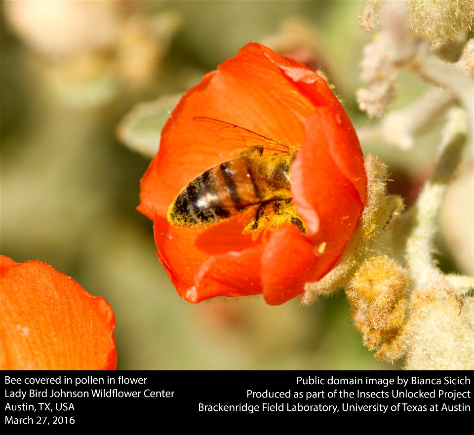 Bee covered in pollen in flower
Lady Bird Johnson Wildflower Center
Austin, TX, USA 

March 27, 2016