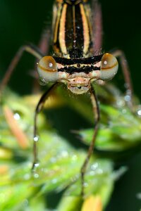 Insect macro nature