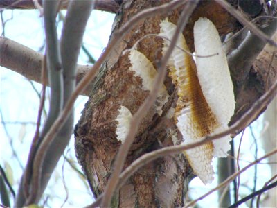 Plastry pszczele na drzewie photo