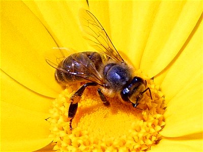 Image title: Honeybee apis mellifera
Image from Public domain images website, http://www.public-domain-image.com/full-image/fauna-animals-public-domain-images-pictures/insects-and-bugs-public-domain-i