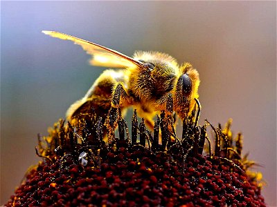 Image title: Honeybee apis mellifera bees collecting pollen Image from Public domain images website, http://www.public-domain-image.com/full-image/fauna-animals-public-domain-images-pictures/insects-a photo