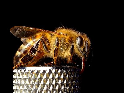 Image title: Honeybee apis mellifera macro Image from Public domain images website, http://www.public-domain-image.com/full-image/fauna-animals-public-domain-images-pictures/insects-and-bugs-public-do photo