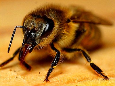 Image title: Honeybee insect apis mellifera Image from Public domain images website, http://www.public-domain-image.com/full-image/fauna-animals-public-domain-images-pictures/insects-and-bugs-public-d photo