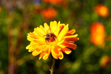 Honigbiene auf der Blüte einer Ringelblume. photo