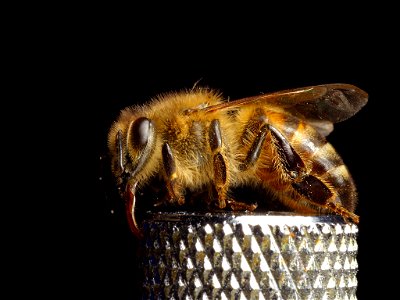 Western honey bee photo