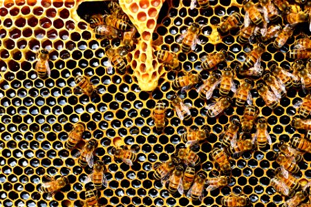 Kin selection, Honey bees photo