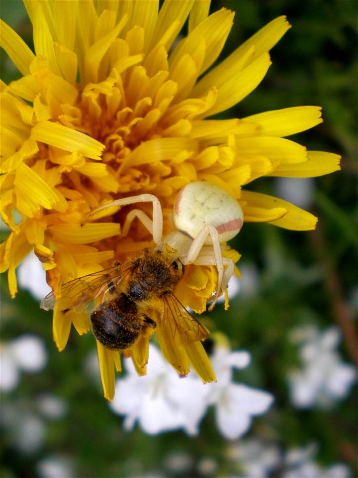 Crab spider/ Lithuania