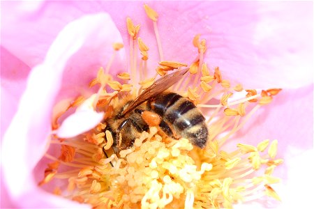 Bee collecting pollen (macro) photo