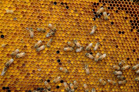 Pollen Comb of Honeybee Hive photo