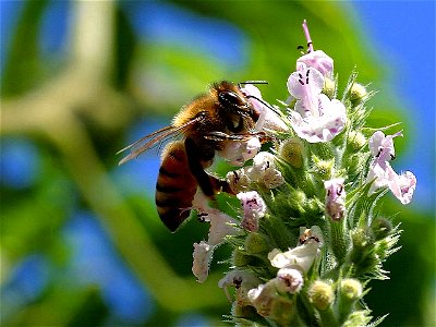 Image title: Pollinating bees Image from Public domain images website, http://www.public-domain-image.com/full-image/fauna-animals-public-domain-images-pictures/insects-and-bugs-public-domain-images-p photo
