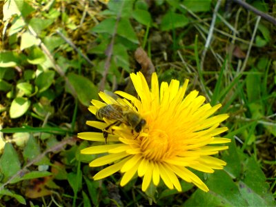 Pčela na maslačku photo