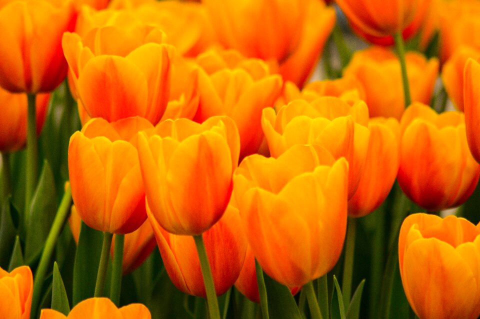 Blossomed field of flowers bloom