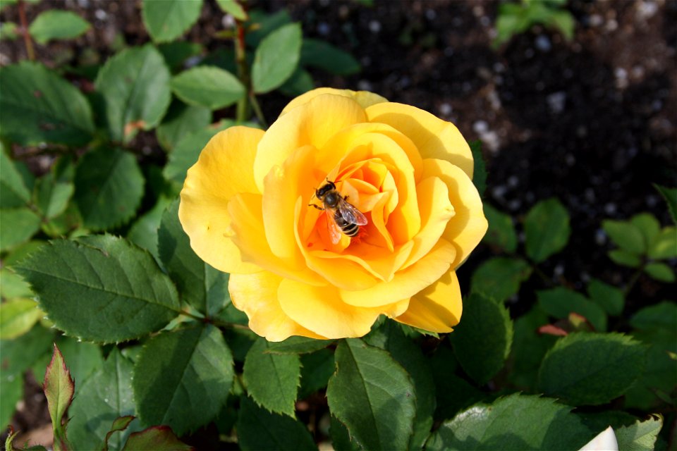 Biene im Münchner Rosengarten