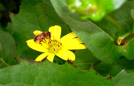 Bee on cup plant flower photo