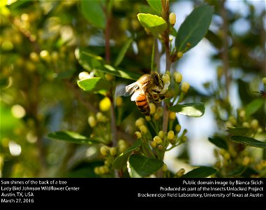 Sunlight on the back of a honey bee Lady Bird Johnson Wildflower Center Austin, TX, USA March 27, 2016 photo