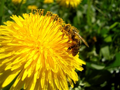 Honey bee photo