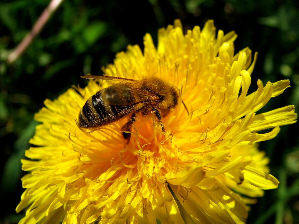 Bee on a dandelion photo