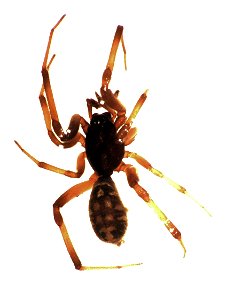adult male Steatoda capensis photo