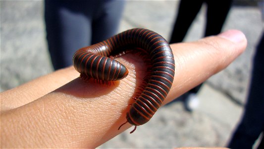 Narceus Americanus millipede in northern West Virginia