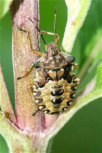 Unknown Coleoptera - Belgium photo