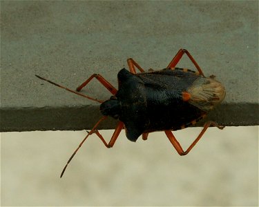 A bug. Please help to identify the species (probably Acanthosomatidae). Place: Yaroslavl, Russia. photo