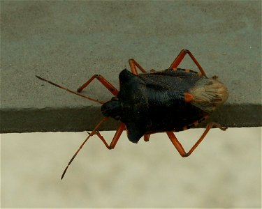 A bug. Please help to identify the species (probably Acanthosomatidae).
Place: Yaroslavl, Russia.