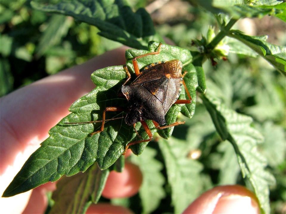 Pentatoma rufipes by the Brno reservoir