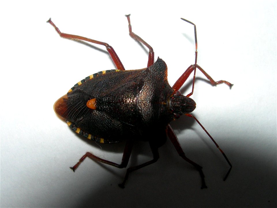 Pentatoma rufipes, Seynod, France