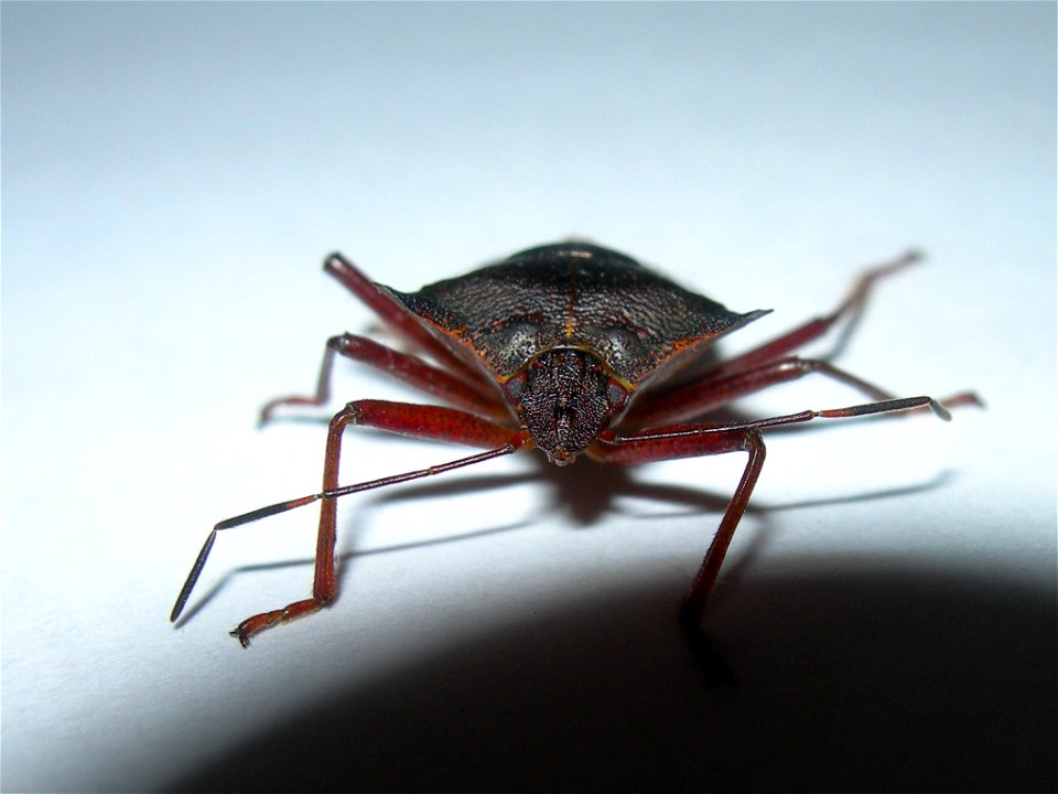 Pentatoma rufipes, Seynod, France