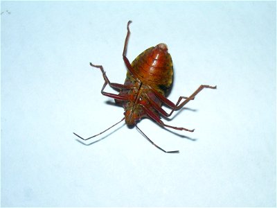 Pentatoma rufipes, Seynod, France
