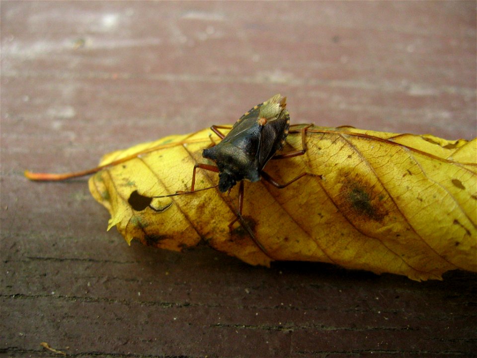 Forest bug (Pentatoma rufipes) in Nature reserve Zábělá in Plzeň-město District, Czech Republic