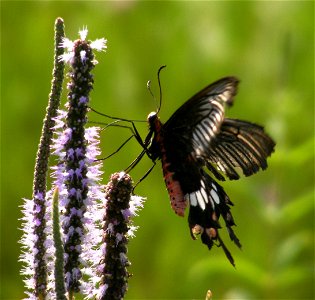 Common Rose, (Pachliopta aristolochiae)