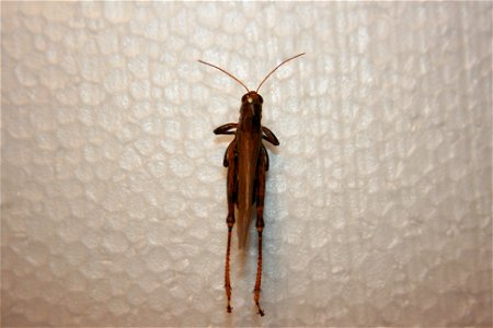 A Melanoplus differentialis in the Hough collection. photo