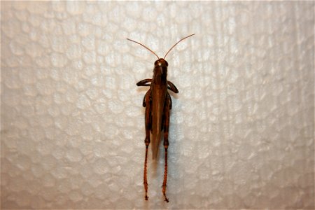 A Melanoplus differentialis in the Hough collection.