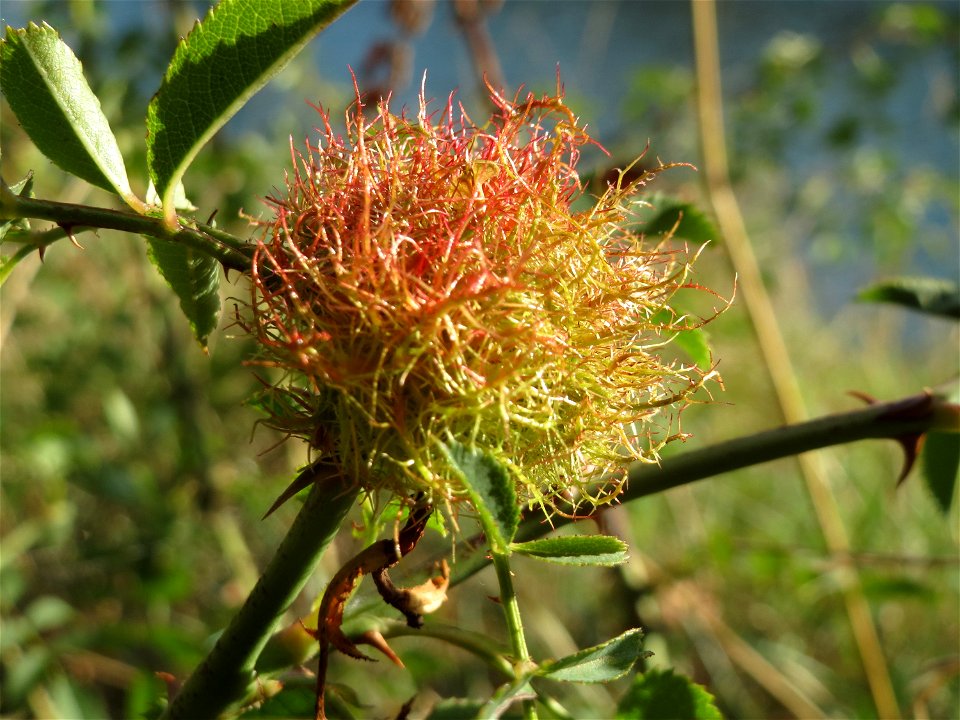 Rosengallwespe (Diplolepis rosae) an einer Hunds-Rose (Rosa canina) an der Saar in Saarbrücken
