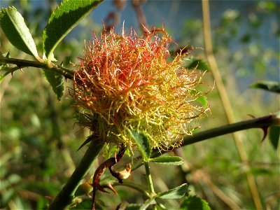 Rosengallwespe (Diplolepis rosae) an einer Hunds-Rose (Rosa canina) an der Saar in Saarbrücken photo