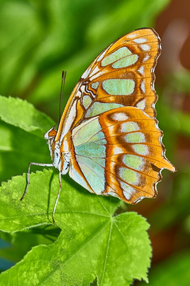 Insect leaf wing photo