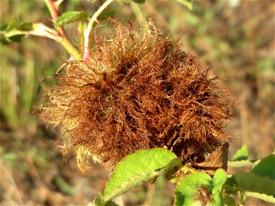 Rosengallwespe (Diplolepis rosae) in Hockenheim photo