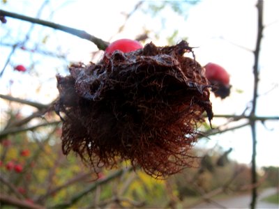 Rosengallwespe (Diplolepis rosae) in Hockenheim photo