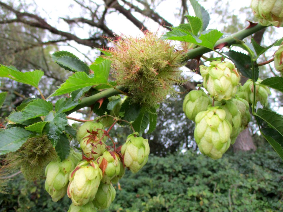 Wilder Hopfen (Humulus lupulus) in Brebach