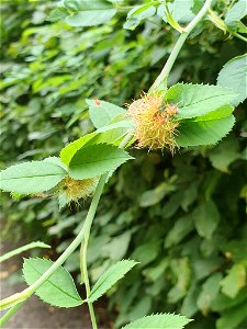 Mossy Rose Gall Wasp (Diplolepis rosae) photo