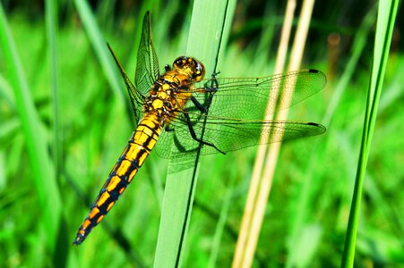 At the court of dragonflies różnoskrzydłe nature