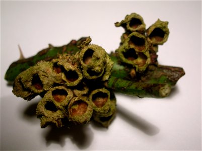 Robin's pincushion gall on Dog Rose photo