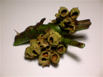 Rose bedeguar or Robin's pincushion gall on Dog Rose photo