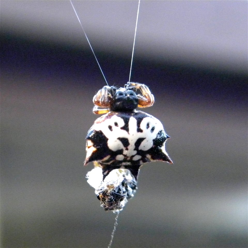 Minax or Jewelled spider, also known as Christmas spider, six spined spider, and spiny spiders. Austracantha (Gasteracantha) minax (female) - these are an orb weaver spider. This one was photographed 
