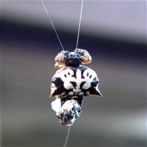 Minax or Jewelled spider, also known as Christmas spider, six spined spider, and spiny spiders. Austracantha (Gasteracantha) minax (female) - these are an orb weaver spider. This one was photographed 