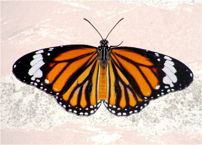 Common Tiger Egg to butterfly 24 days photo